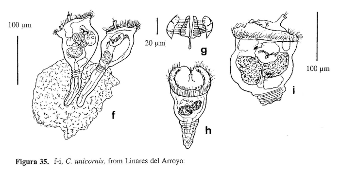 Conochilus unicornis