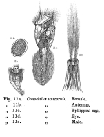 Conochilus unicornis - Original description image