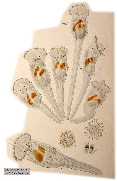 Conochilus volvox Conochilus volvox