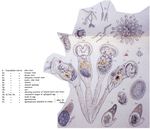 Conochilus volvox