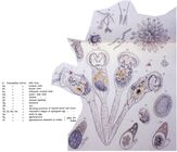 Conochilus volvox