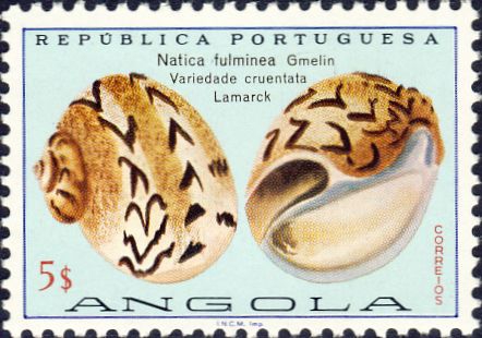 Natica fulminea Natica fulminea