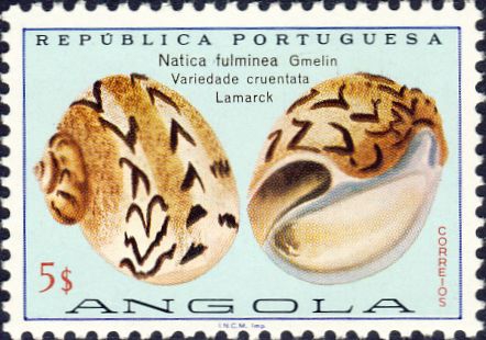 Natica fulminea