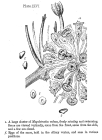 Conochilus volvox