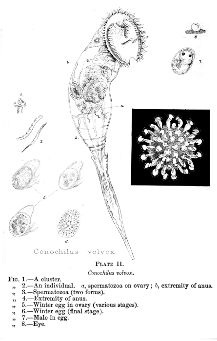 Conochilus volvox Conochilus volvox