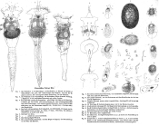 Conochilus volvox