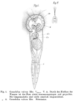 Conochilus volvox