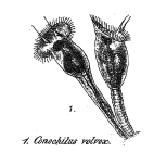 Conochilus volvox