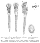 Conochilus volvox