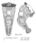 Conochilus volvox
