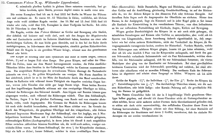 Conochilus volvox - Original description image