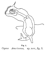 Copeus americanus - Original description image