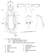 Copeus ehrenbergii