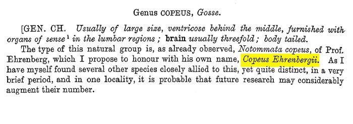 Copeus ehrenbergii - Original description image