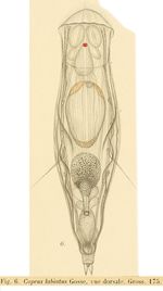 Copeus labiatus