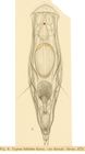 Copeus labiatus