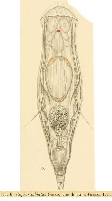 Copeus labiatus