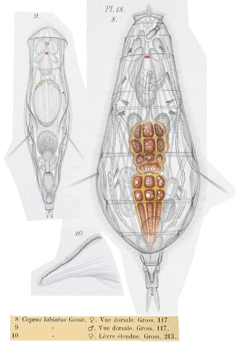 Copeus labiatus