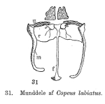 Copeus labiatus
