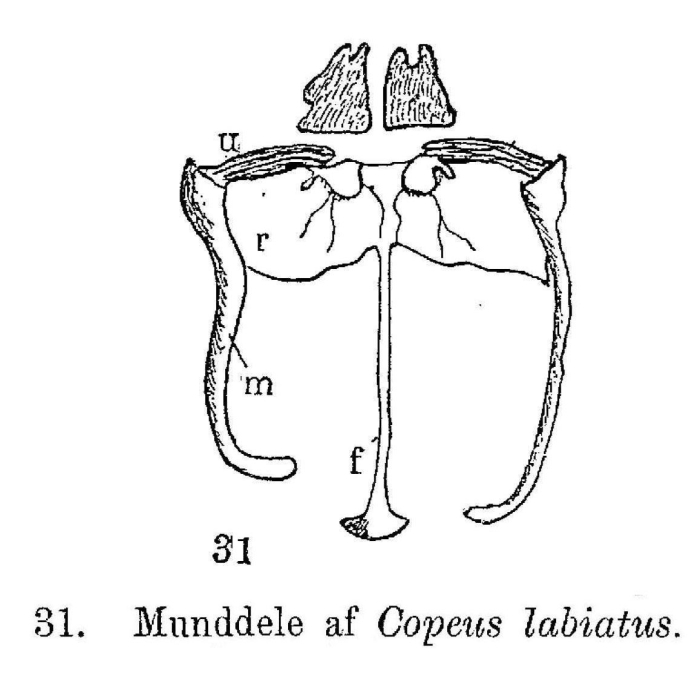 Copeus labiatus