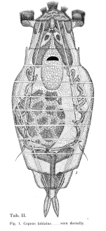 Copeus labiatus