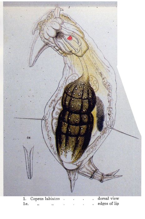 Copeus labiatus - Original description image