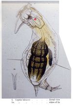 Copeus labiatus