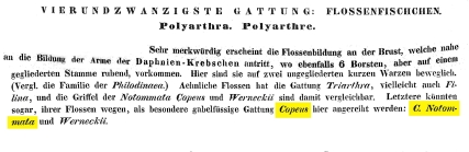 Copeus notommata - Original description image