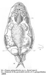 Copeus quinquelobatus