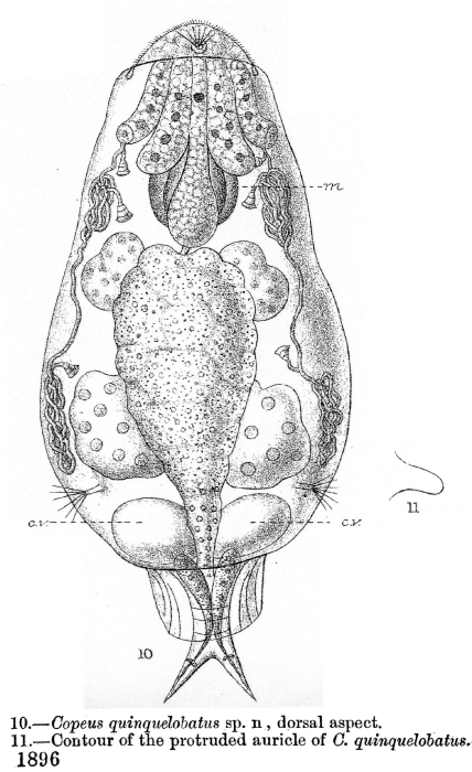 Copeus quinquelobatus