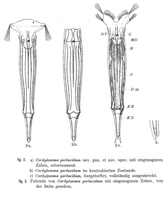 Cordylosoma perlucidum