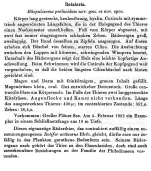 Cordylosoma perlucidum - Original description image