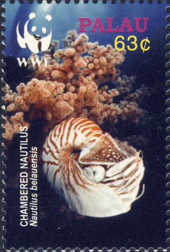 Nautilus belauensis