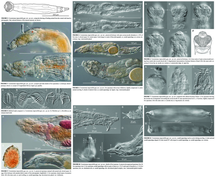 Coronistomus impossibilis - Original description image