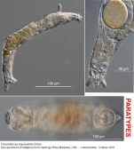 Coronistomus impossibilis