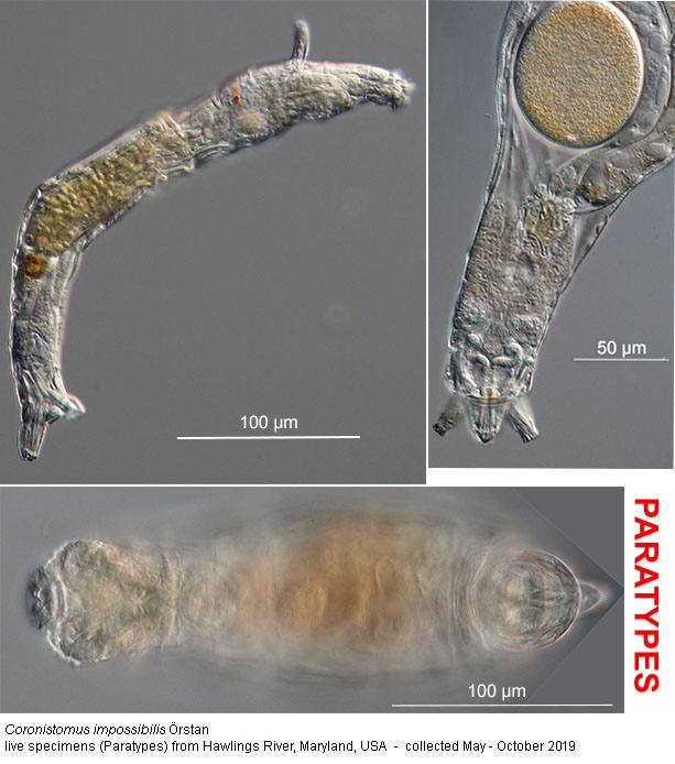 Coronistomus impossibilis