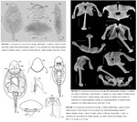 Cotylegaleata iskenderunensis - Original description image
