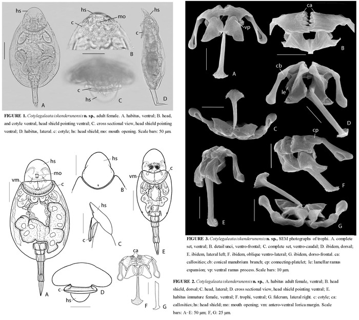 Cotylegaleata iskenderunensis