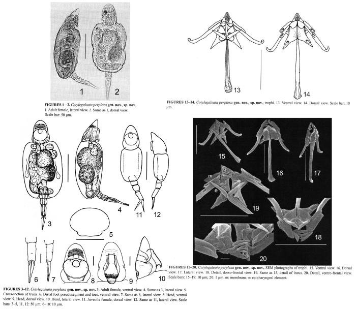Cotylegaleata perplexa