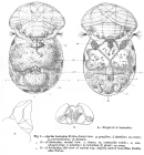 Cupelopagis bucinedax