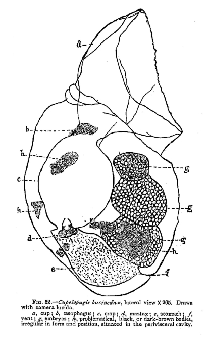 Cupelopagis bucinedax - Original description image