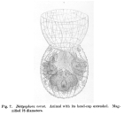 Cupelopagis vorax