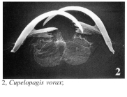 Cupelopagis vorax