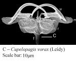 Cupelopagis vorax