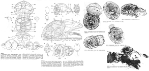 Cupelopagis vorax