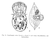Cupelopagis vorax