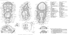 Cupelopagis vorax