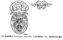 Cupelopagis vorax