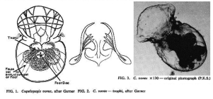 Cupelopagis vorax