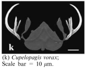 Cupelopagis vorax